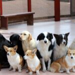 自己破産とペット