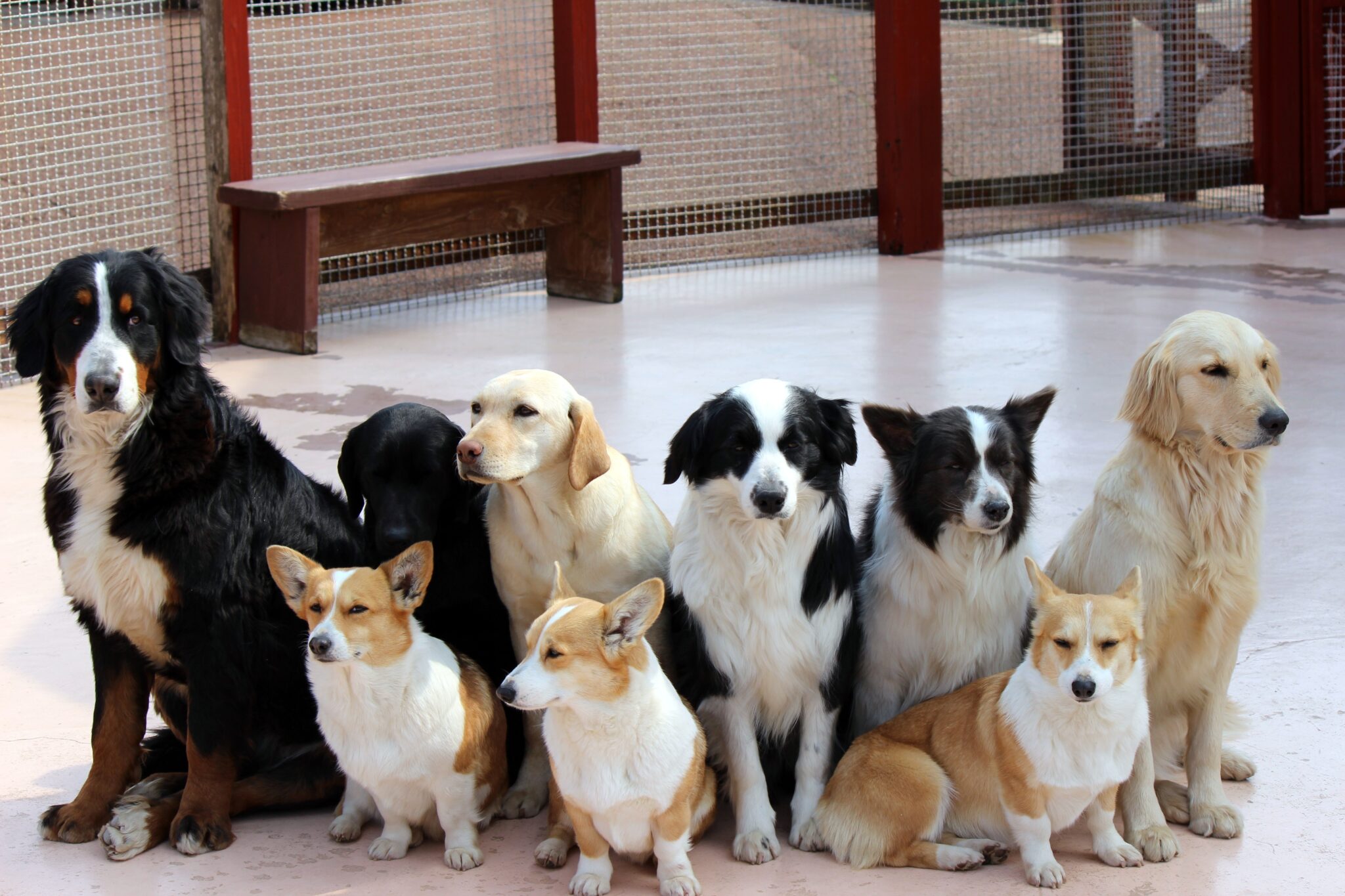 自己破産とペット