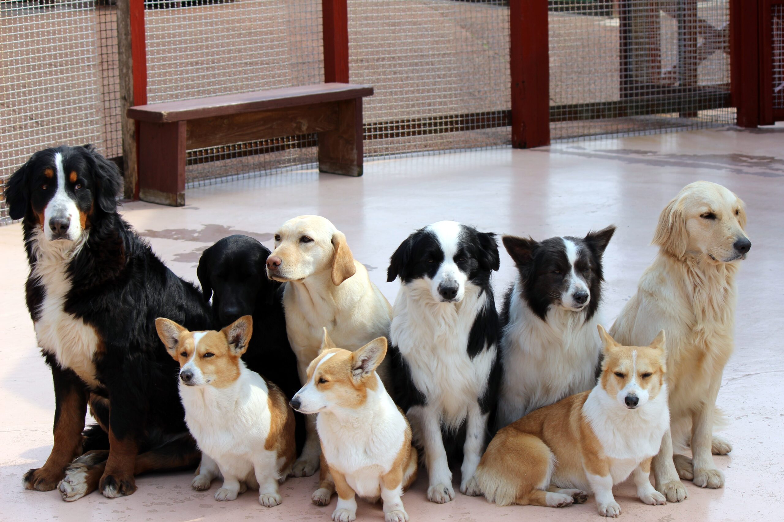 自己破産とペット